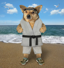 The dog karate fighter in a kimono is making exercise on the beach of the sea.