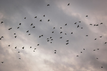 flock of birds silhouette 