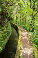 The sun winks through the dense laurel forest on the way along the levada