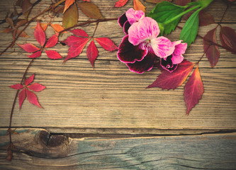 geranium flower and herbarium