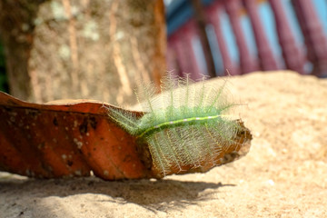 A single common Baron caterpillar hatches from underneath a leaf, as this is the specialized area where a female Baron lays its egg.