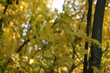 autumn leaves on tree