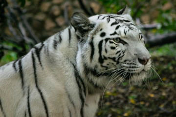 Plakat White bengal tiger