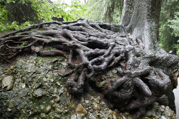 Tree roots on alpine path