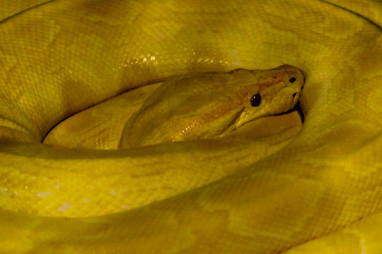 Yellow snake