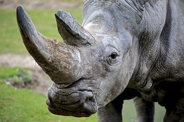 Fototapeta premium Close-up, portrait, side view, of a square-lipped rhinoceros