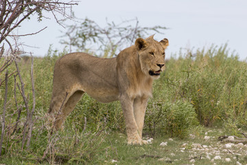 Lion Etosha national park wildlife Afrika