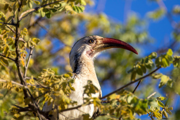 Hornbill Zaza bird Etosha Namibia