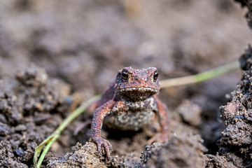 young toad  in the garden looking into the camera