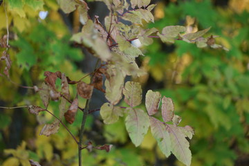 green leaves of a tree