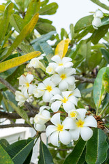 Plumeria flower bouquet With the backdrop of the branches of the tree