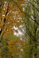 Picturesque deciduous tree with yellow foliage in the autumn park
