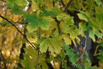 green leaves of maple