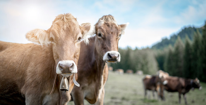 eine Herde K&uuml;he grasen auf einer saftigen Weide in den Alpen