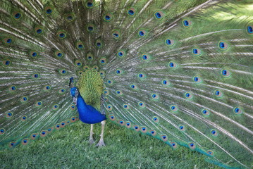 Obraz premium SONY DSC