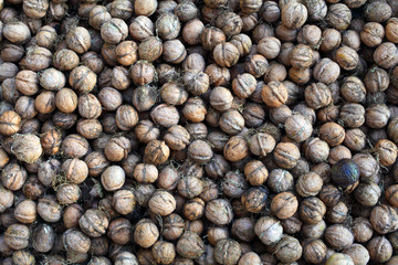Freshly picked walnuts background texture