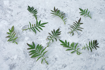 Gray background with fresh green leaves. Light texture with floral arrangement. Top view, flat lay.