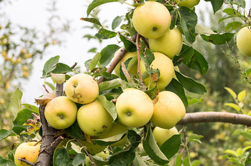 Apple orchard. Autumn. The branch of the apple tree is full of apples. A lot of apples on a branch. Organic apples.