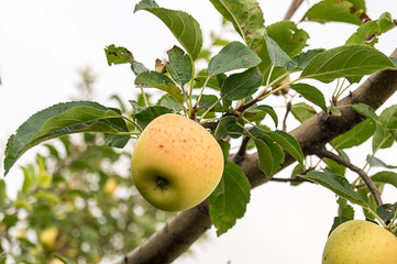 Apple orchard. Autumn. Big beautiful apple on a branch. Organic apples.
