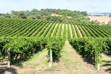 Fototapeta na wymiar Winery in Barossa Valley in South Australia.