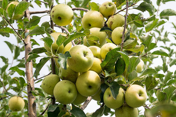 Apple orchard. Autumn. The branch of the apple tree is full of apples. A lot of apples on a branch. Organic apples.