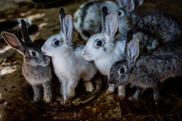 rabbits