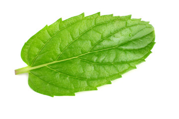 Fototapeta na wymiar single fresh mint leaf isolated on white background