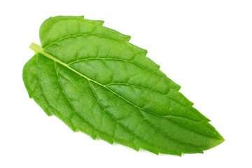 single fresh mint leaf isolated on white background