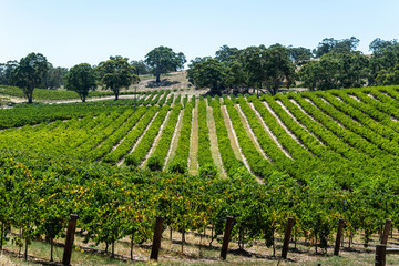 Fototapeta na wymiar Winery in Barossa Valley in South Australia.