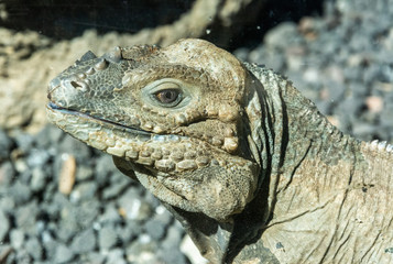 Rhinoceros Iguana (Cyclura cornuta)