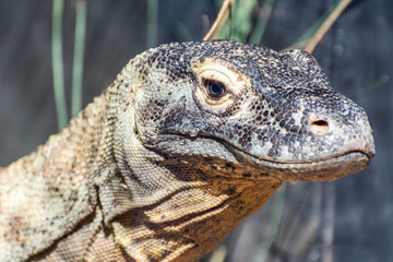 Komodo Dragon (Varanus komodoensis)