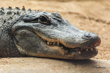 American alligator (Alligator mississippiensis).