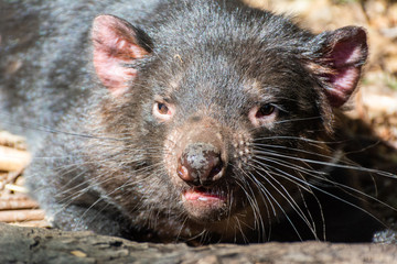 Tasmanian devil (Sarcophilus harrisii)