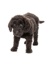 Young black labradoodle puppy isolated on white. Studio shot.