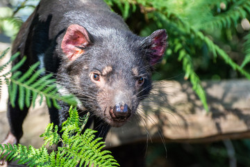 Tasmanian devil (Sarcophilus harrisii)
