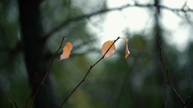 Macro shot of leave on tree stick