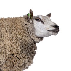 Head shot of common white sheep in full wool, standing side ways. Looking straight ahead. Isolated on white background.