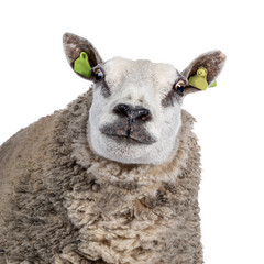 Head shot of common white sheep in full wool, facing front. Looking straight ahead to camera with funny expresssion. Isolated on white background.