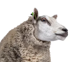 Fototapeten Kopfschuss von gewöhnlichen weißen Schafen in voller Wolle, seitlich stehend. Blick geradeaus. Isoliert auf weißem Hintergrund. © Nynke