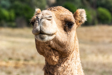 Portrait of a camel (Camelus dromedarius)