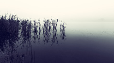 Landscape of a dam with reeds in still water on a foggy morning - obrazy, fototapety, plakaty