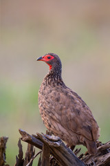 Swainson’s francolin sitting on low dead tree in the morning sun with green background