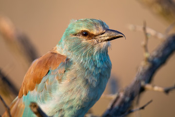 Close-up of a European Roller sitting on dry branches
