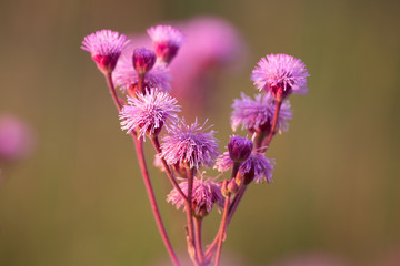 Macro of small purple wild flowers at sunset with backlighting