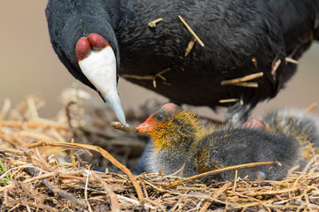 Red-knobbed coot chick is fed small fish by mother to gain strength