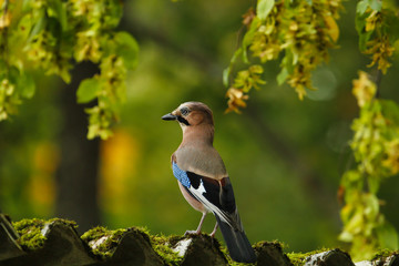 Ein Eichelhäher sitzt im Herbst im Grünen Garrulus glandarius
