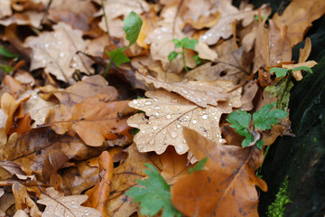 Raindrops on fallen autumn foliage