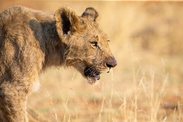 Close-up of a lion cub walking in brown grass