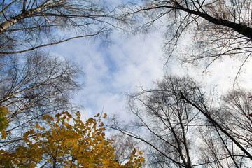 The tops of autumn trees against a cloudy sky