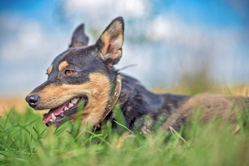 A guard dog is resting in the grass. Photographed close-up.